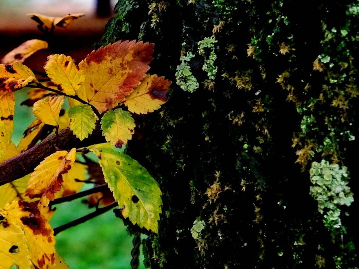 autunno 10 (63) e [1024x768].jpg